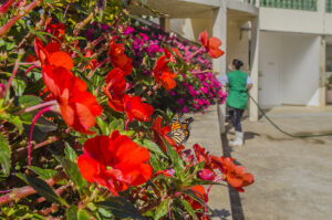 Flores Sunpatiens vermelhas e rosas sendo regadas enquanto uma borboleta pousa em uma de suas flores.